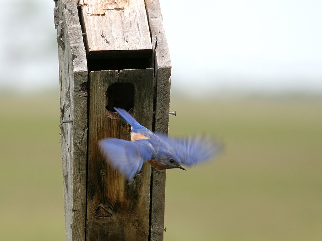 Bluebird House Credit:Chris Bailey