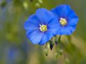 Wildflowers Credit: Chris Bailey