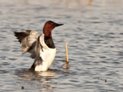 Canvasback Credit: Chris Bailey